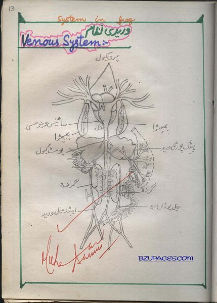 13 Venous System  in Frog(Varedi Nizam).jpg